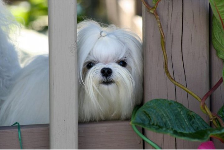 small dog breeds that don. Dog Breeds That Don#39;t Shed